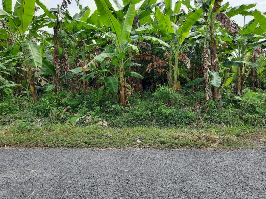 bán đất tái định cư khánh an khu b, khu a huyện u minh cà mau