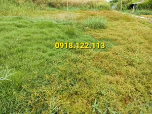 bán đất tp Cà Mau giá rẻ dưới 300 triệu