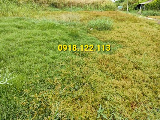 bán đất tp Cà Mau giá rẻ dưới 300 triệu