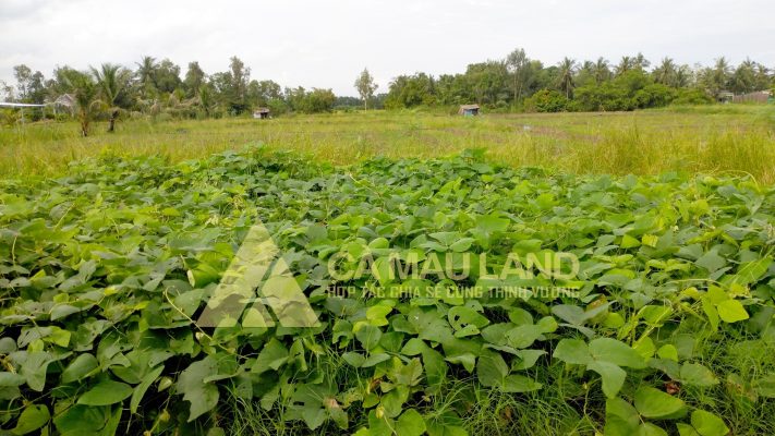 Bán 10 công đất ruộng xã Lý Văn Lâm, Tp Cà Mau kênh Tám Giáo diện tích rộng trồng lúa