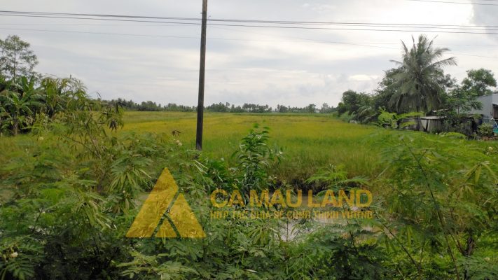 Bán 10 công đất ruộng xã Lý Văn Lâm, Tp Cà Mau kênh Tám Giáo