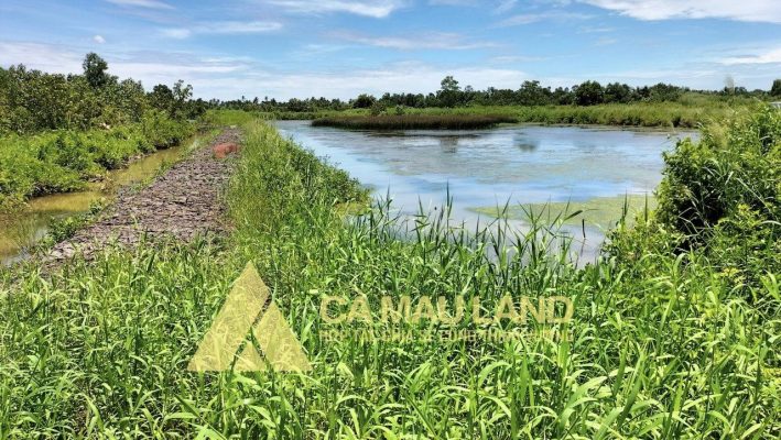 Bán đất rộng Hoà Thành Tp Cà Mau cạnh tuyến tránh QL1A ấp cái ngang