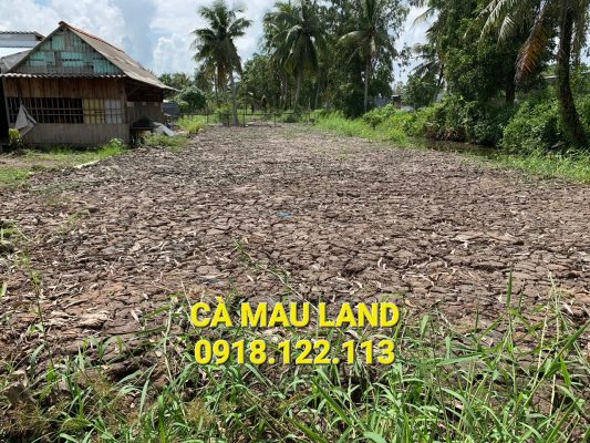 Bán đất chợ Cái Rắn Phú Hưng Cái Nước Cà Mau